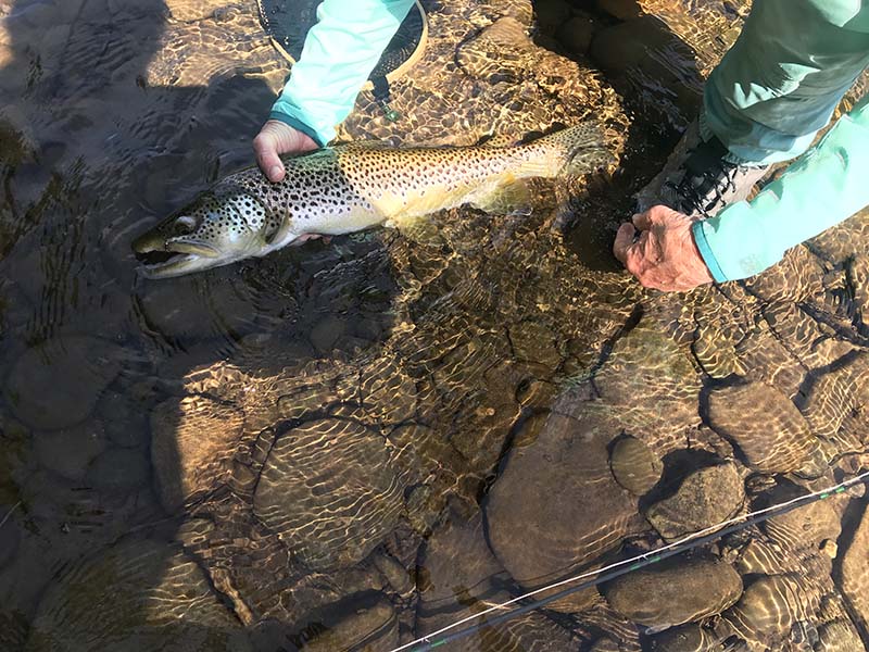Fresh water trout fishing